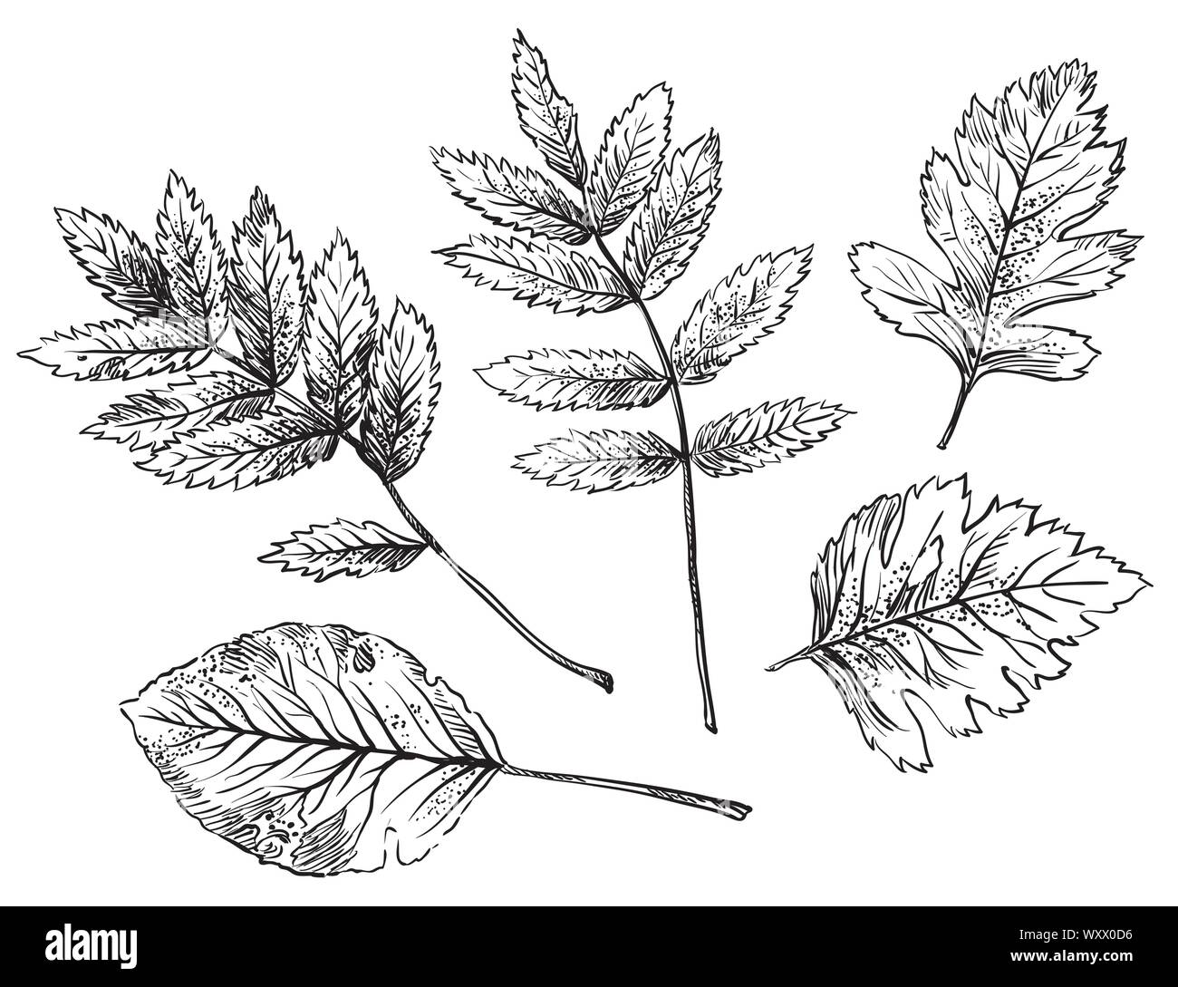 Vector autumn hand drawing different shape leaves (hawthorn, rose hip, Rowan) outline on the white background. Fall line art of foliage. stock illustr Stock Vector