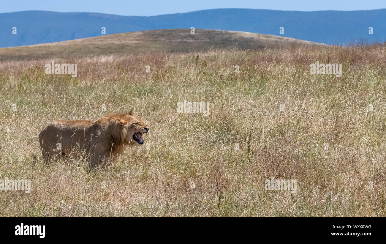 A lion roaring in the savannah, in Tanzania Stock Photo