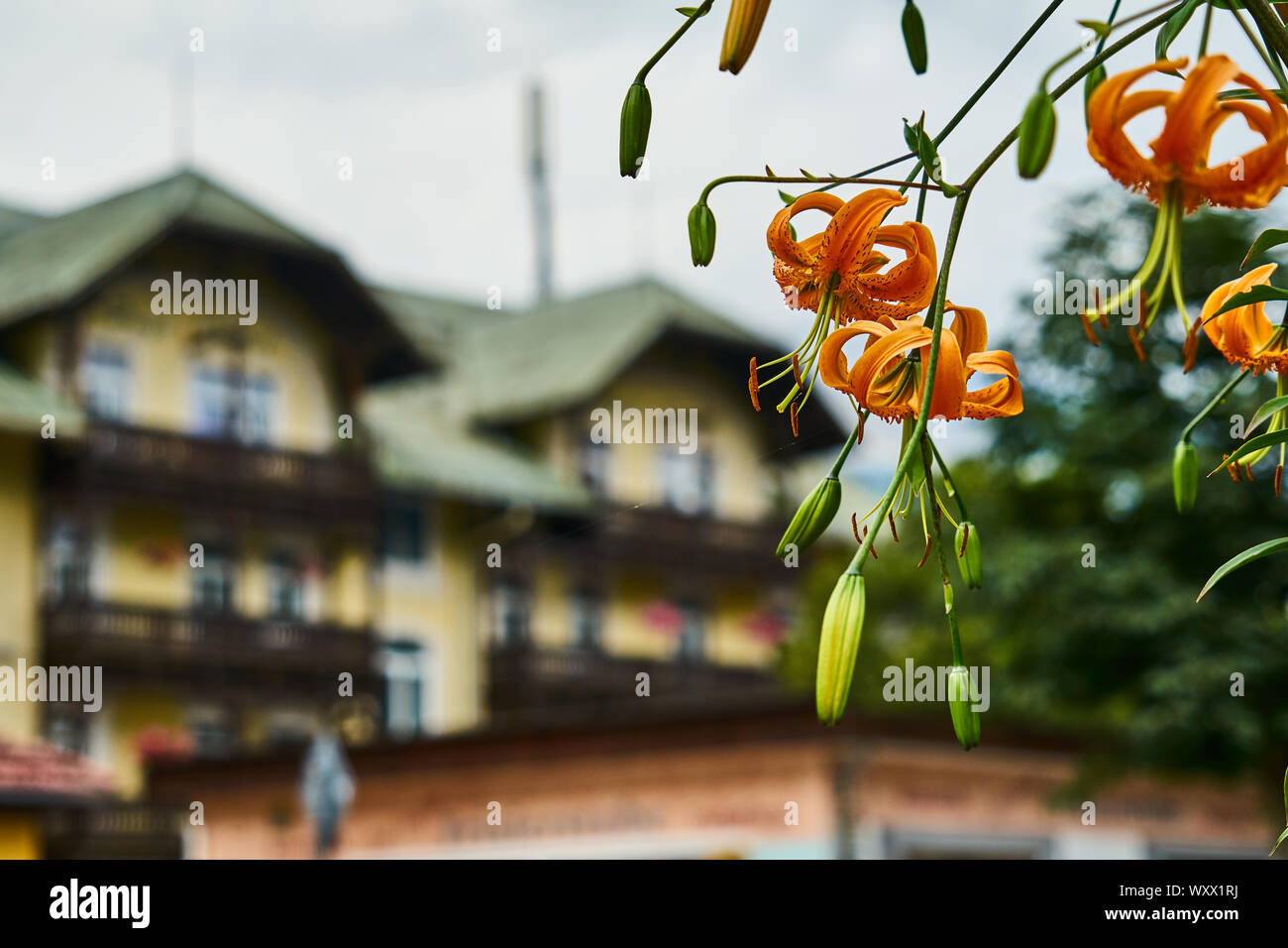 Tiger lily, scientific name: Lilium lancifolium, with orange coloured flowers and long pistils and pollen stems in front of the deliberately blurred b Stock Photo