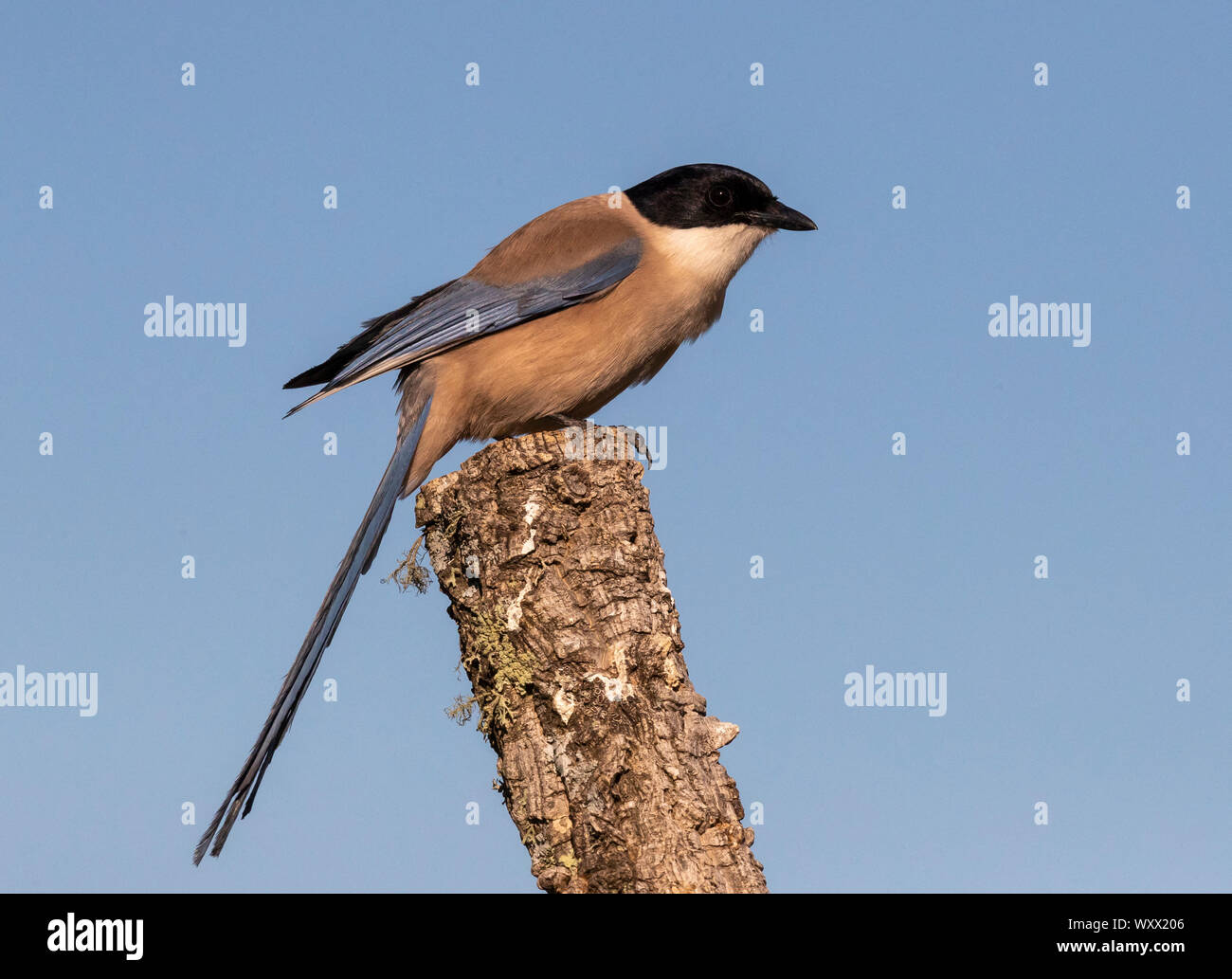 Azure-winged magpie (Cyanopica cyanus) perched in a tree, Spain Stock Photo