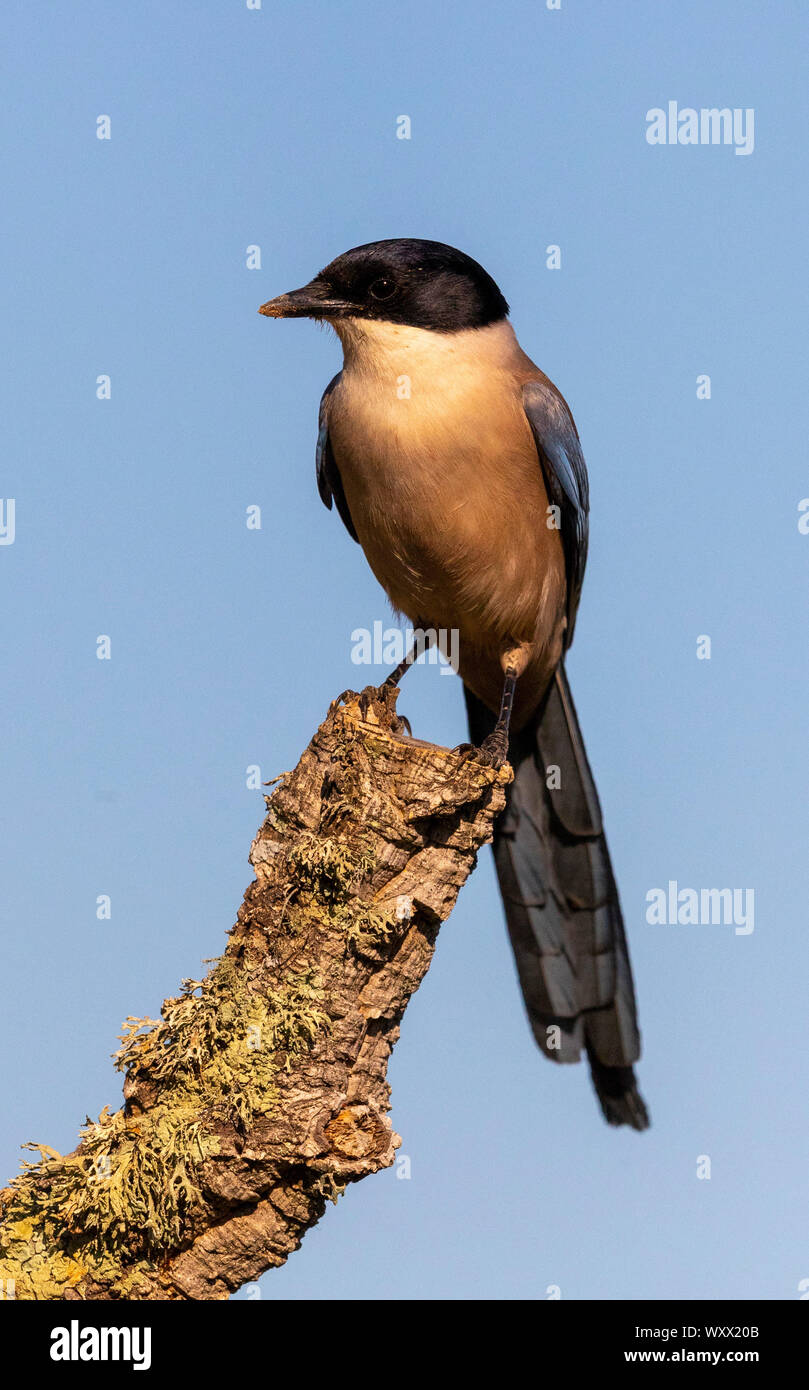 Azure-winged magpie (Cyanopica cyanus) perched in a tree, Spain Stock Photo