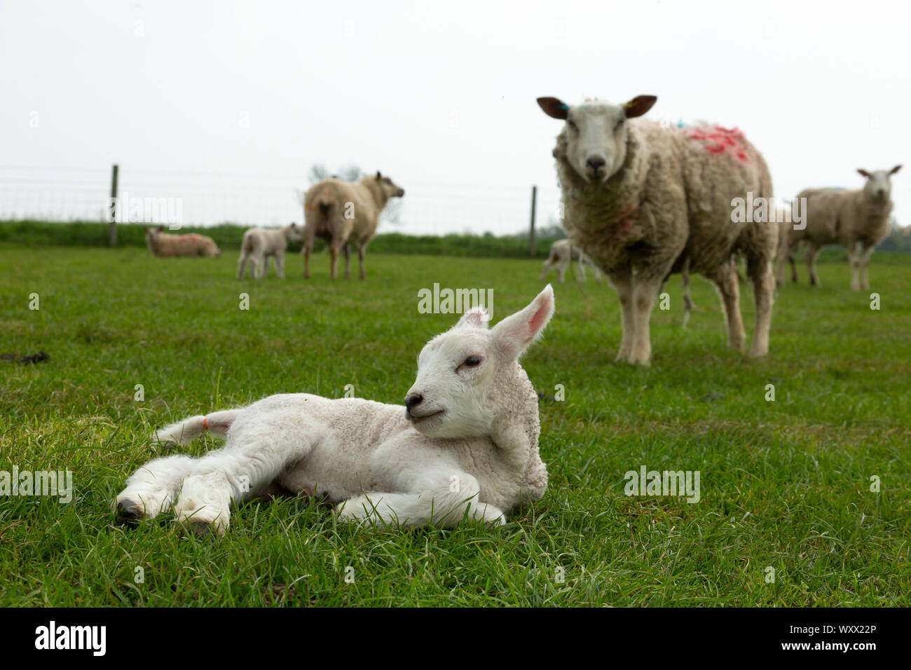 Sheep (Ovis aries) lamb laying in the grass, England Stock Photo
