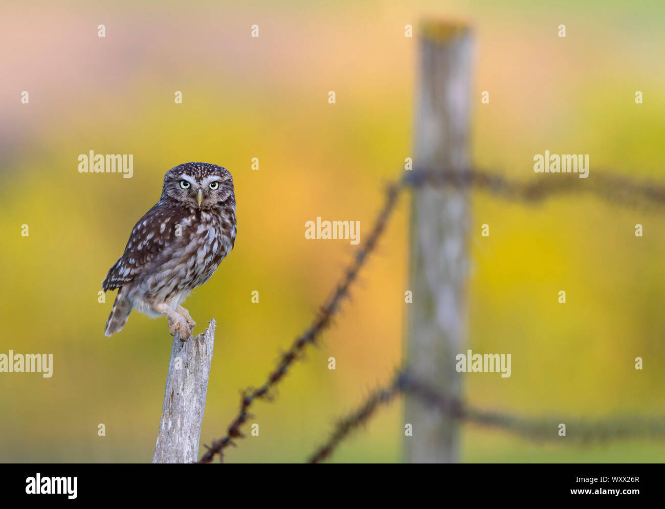 Little owl (Athena noctua) perched on a fence post, England Stock Photo