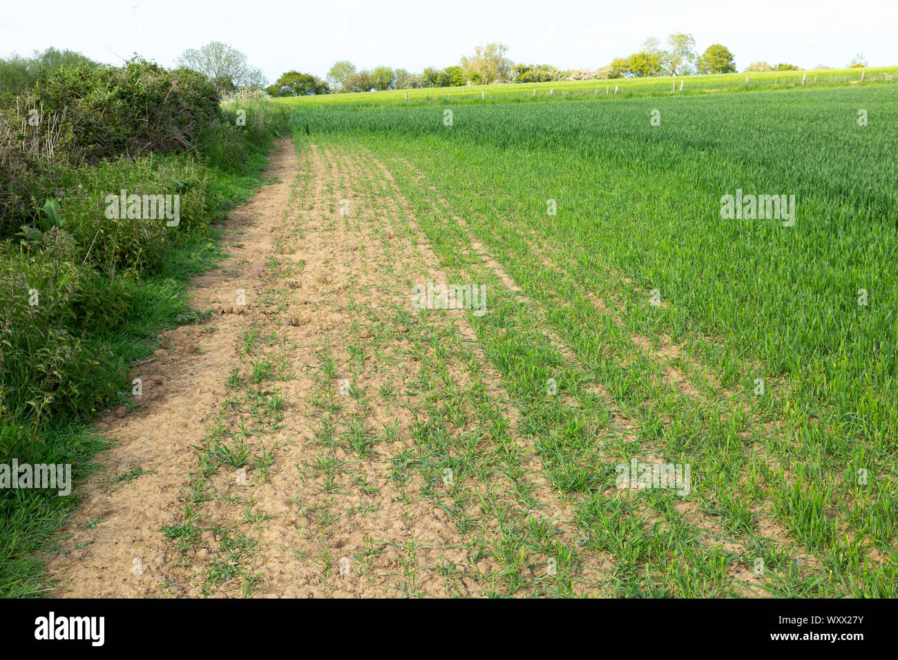 Rabbit (Oryctolagus cuniculus) damaged to a wheat crop Stock Photo - Alamy