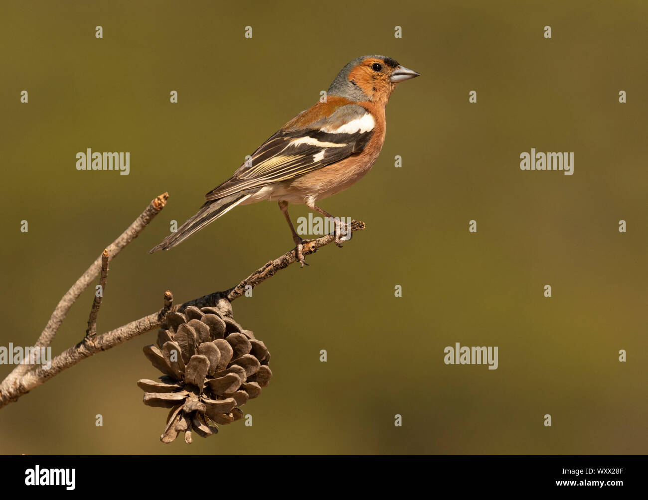 Chaffinch (Fringilla coelebs) perched on a branch, Spain Stock Photo