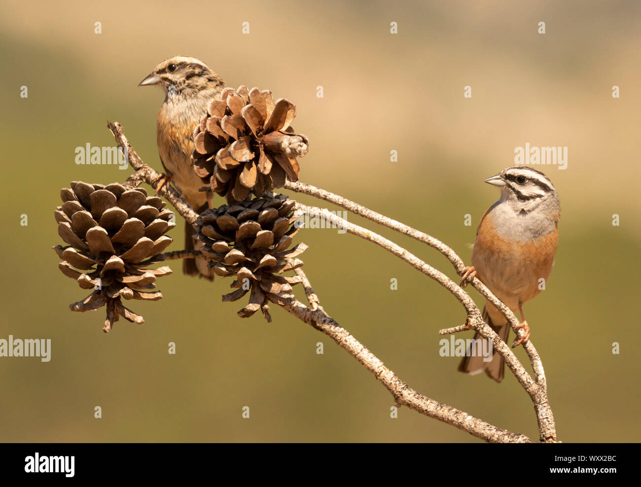 Rock bunting (Emberiza cia) perched on a branch, Spain Stock Photo