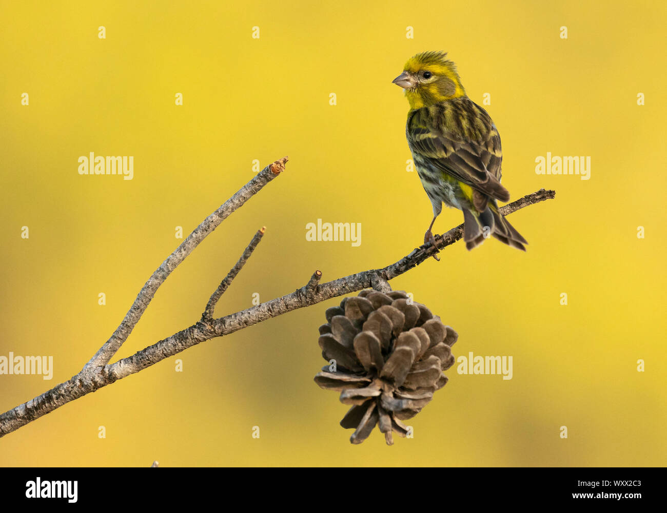 Serin (Serinus serinus) perched on a branch, Spain Stock Photo