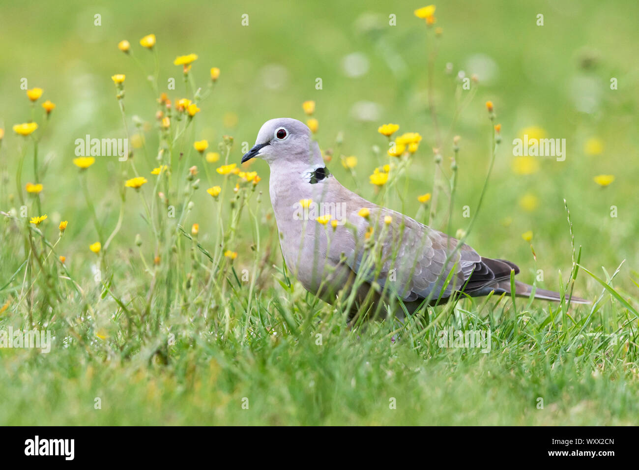 Collared dove (Streptopelia decaocto) standing amongst yellow flower, England Stock Photo Alamy