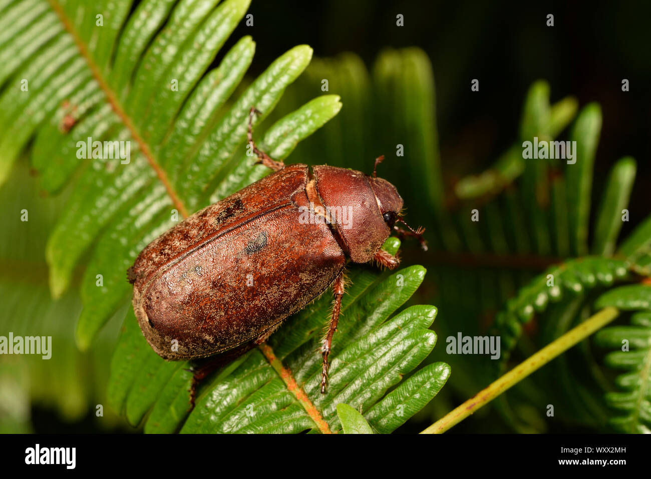 Beetle (Scarabaeidae), Andasibe, Perinet, Region Alaotra-Mangoro, Madagascar Stock Photo
