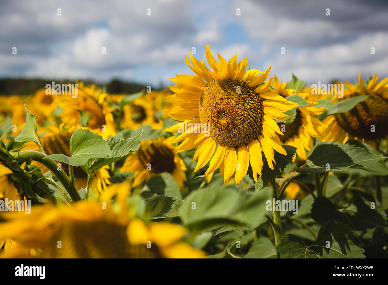 Beautiful landscape of yellow sunflowers in Germany with cloudy, blue sky. Closeup Stock Photo