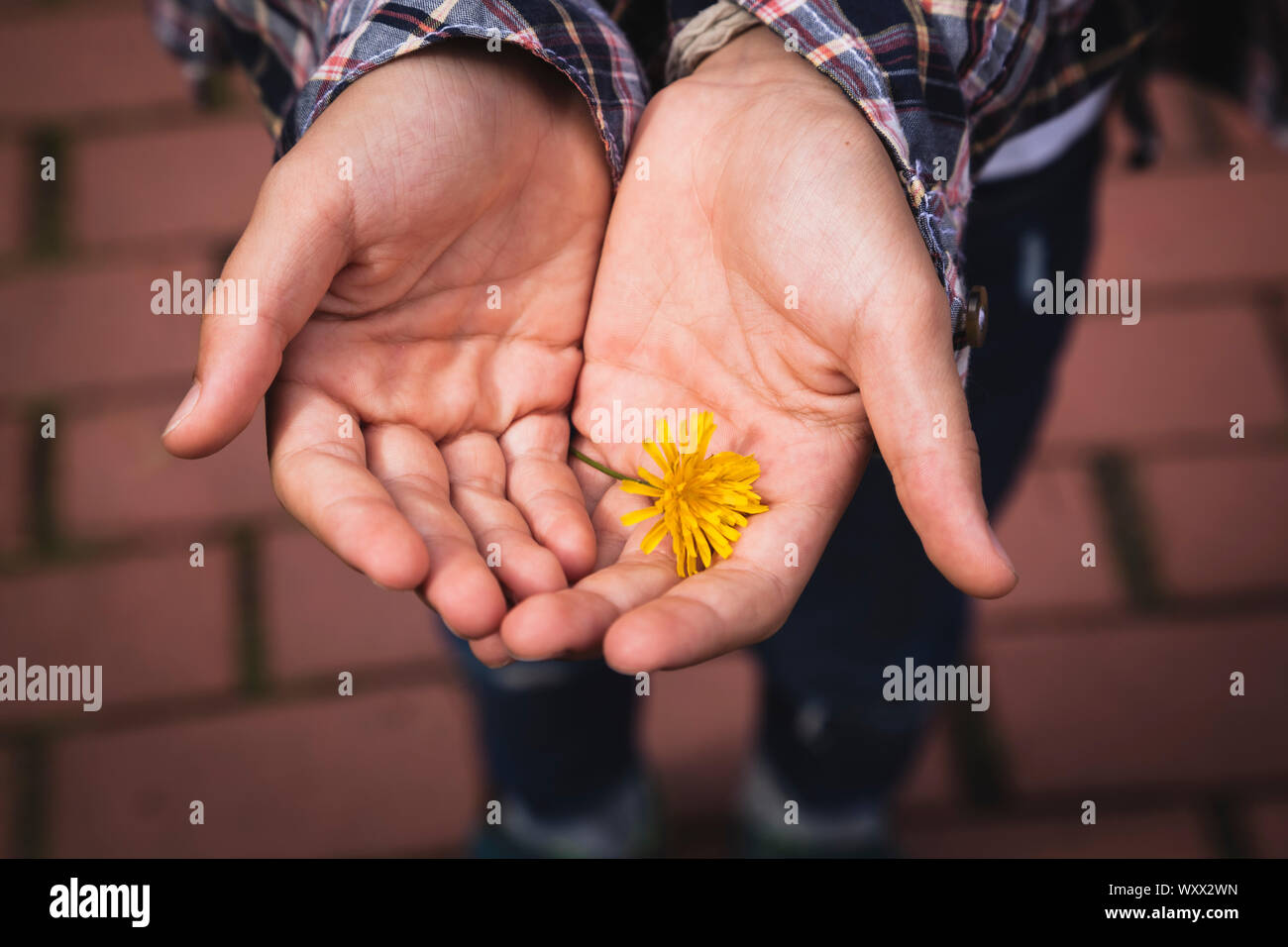 Closeup of young girls hands holding a simple, yellow flower; concept: caring and protecting environment and nature Stock Photo