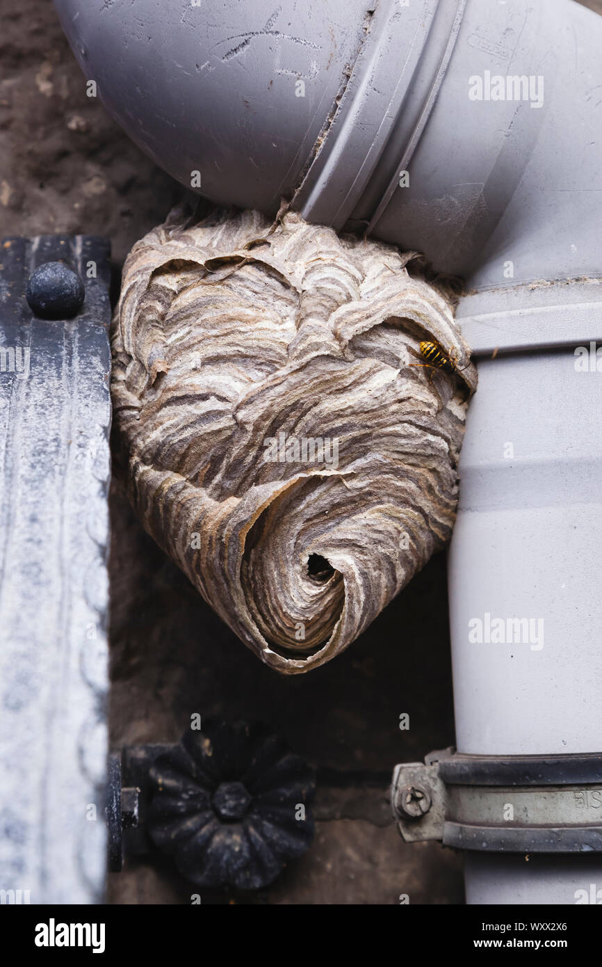 Wasps' nest on a conduit tube close to the door of an old house Stock Photo