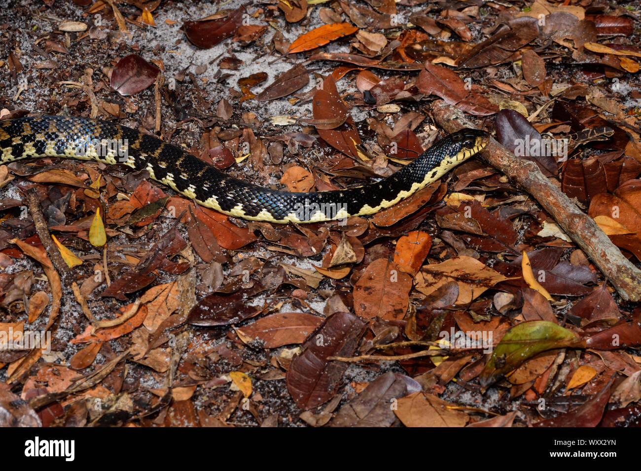Malagasy Giant Hognose Snake (Leioheterodon madagascariensis) in