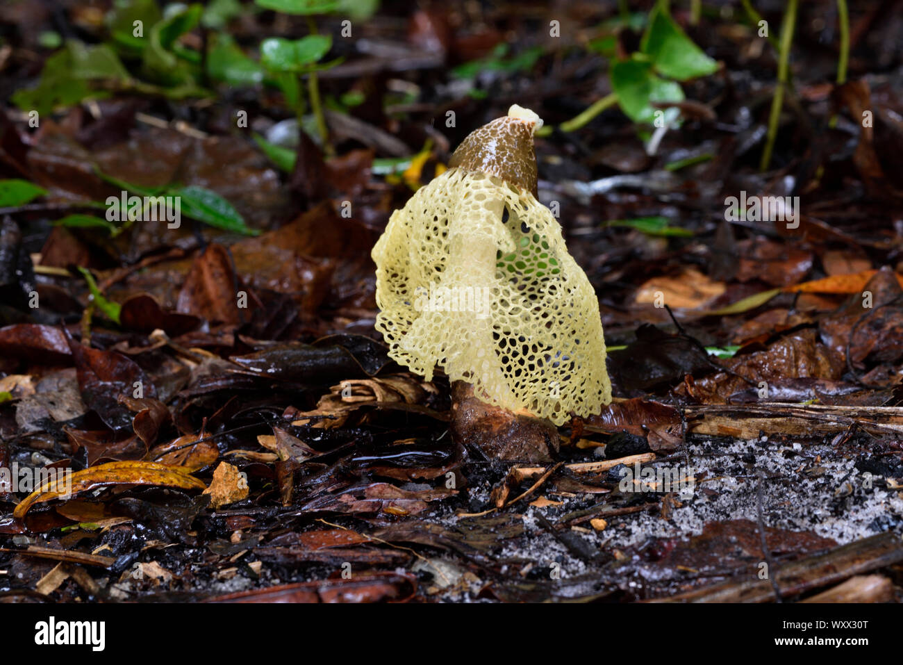 Phallaceae hires stock photography and images Alamy