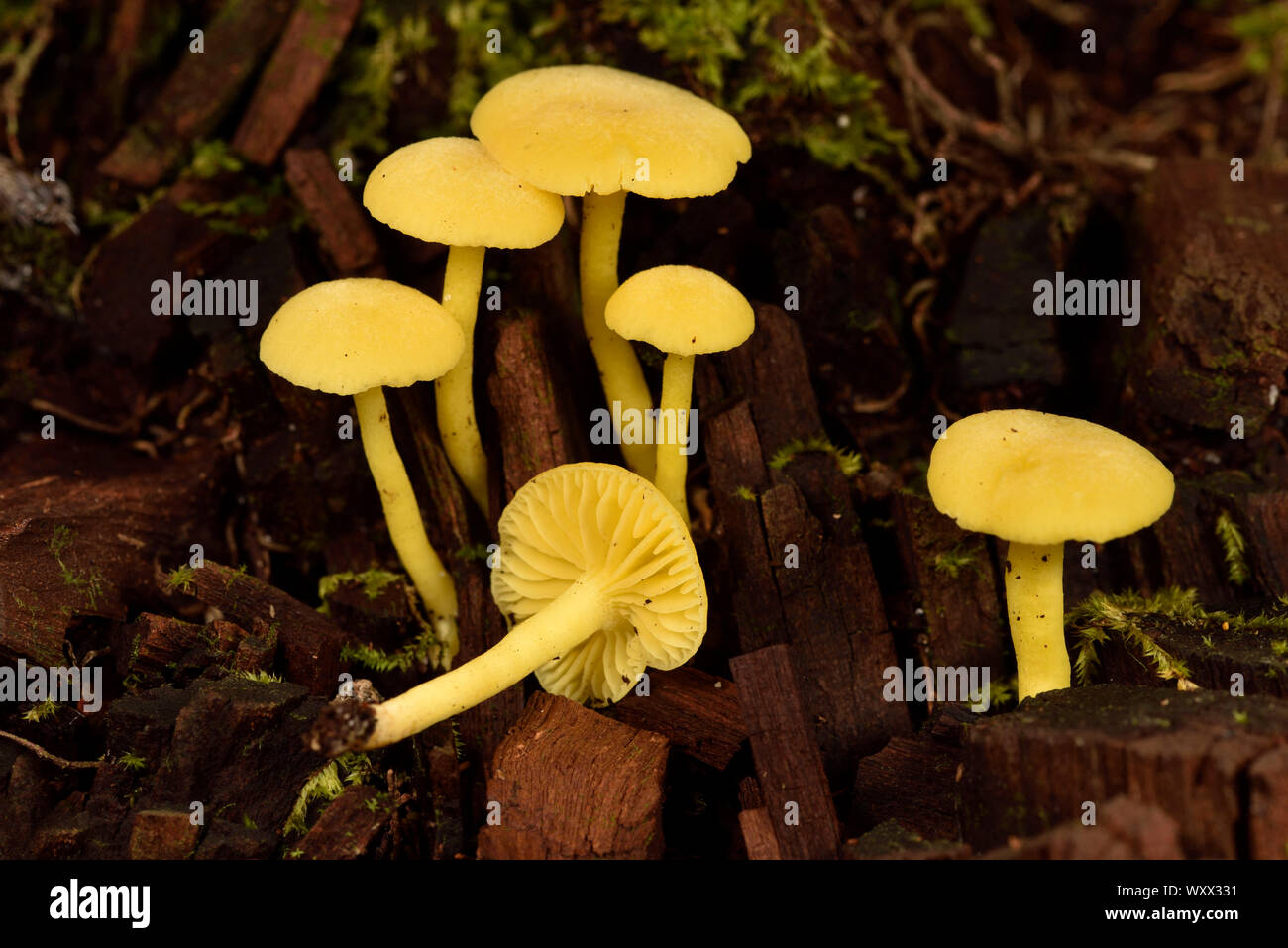 Yellow Lignicolous Mushrooms in Tropical Rainforest, Pangalanes Canal, Ampitabe Lake, Atsinanana Region, Madagascar Stock Photo