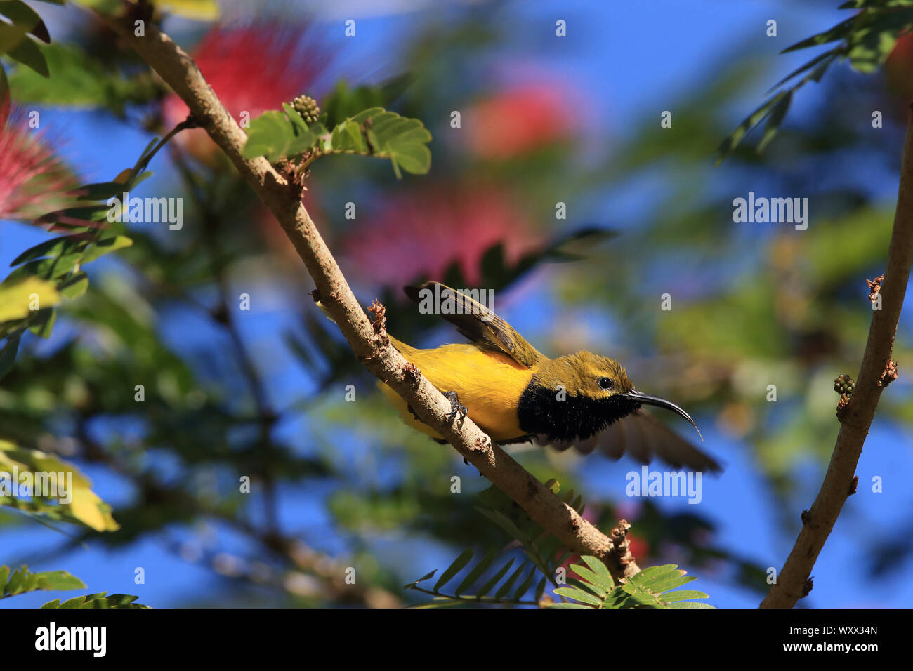 olive-backed sunbird (Cinnyris jugularis) Daintree Rainforest, Queensland, Australia Stock Photo