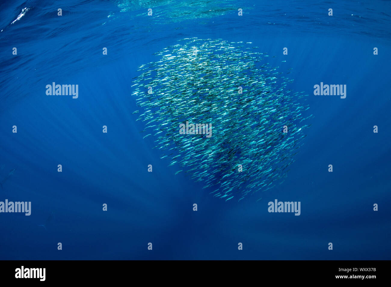 Sardine's bait ball (Sardinops sagax), Magdalena Bay, West Coast of