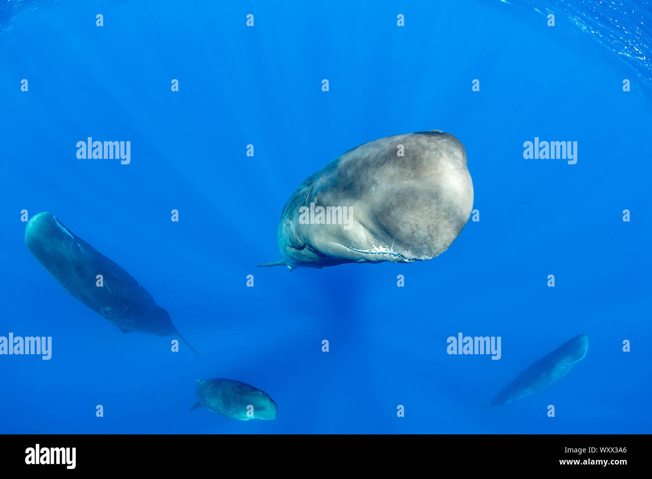 Pod of sperm whale relaxing after a short sleep (Physeter macrocephalus ...