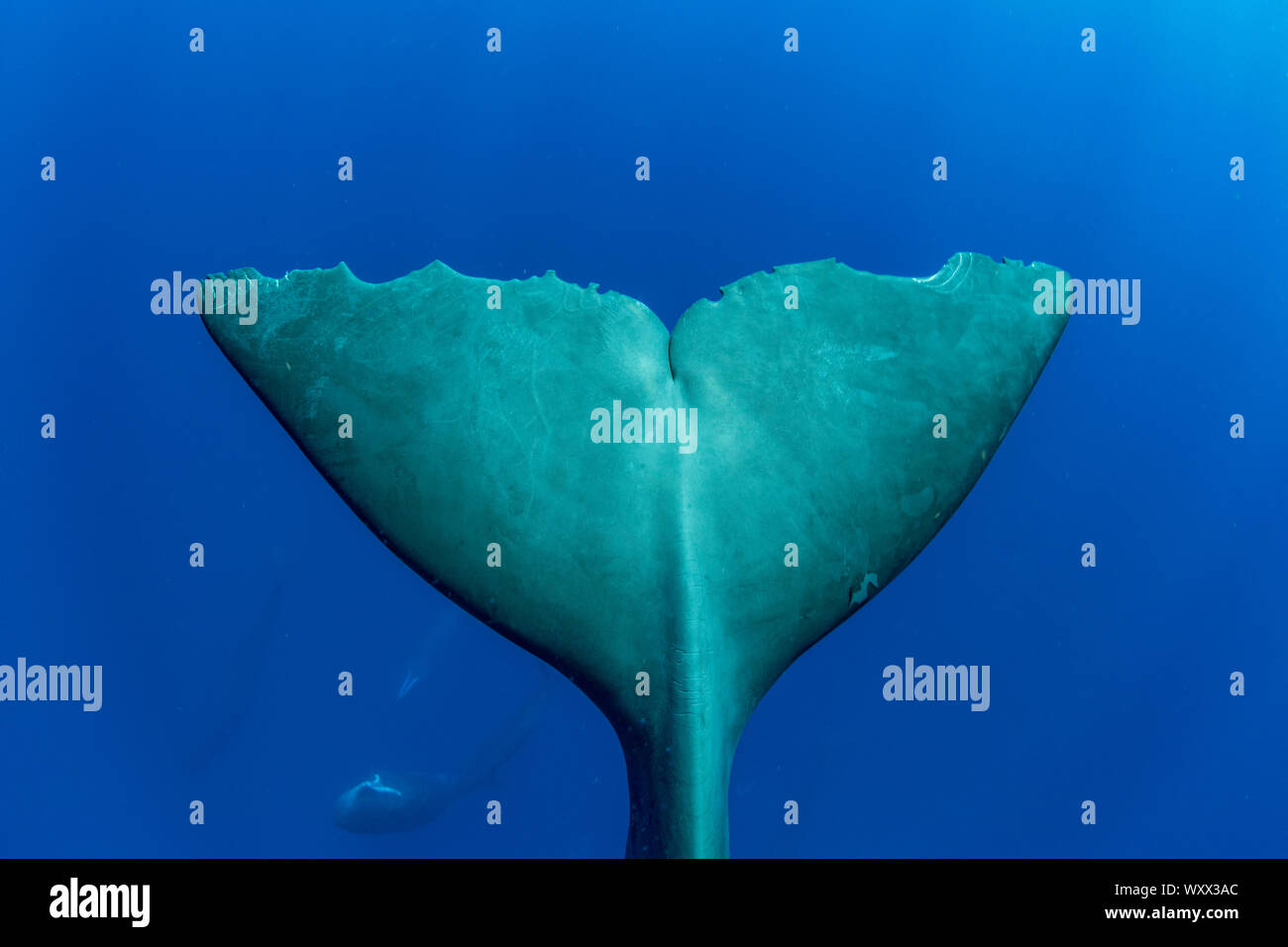 Tail of sperm whale, (Physeter macrocephalus). Vulnerable (IUCN). The sperm whale is the largest of the toothed whales. Sperm whales are known to dive Stock Photo