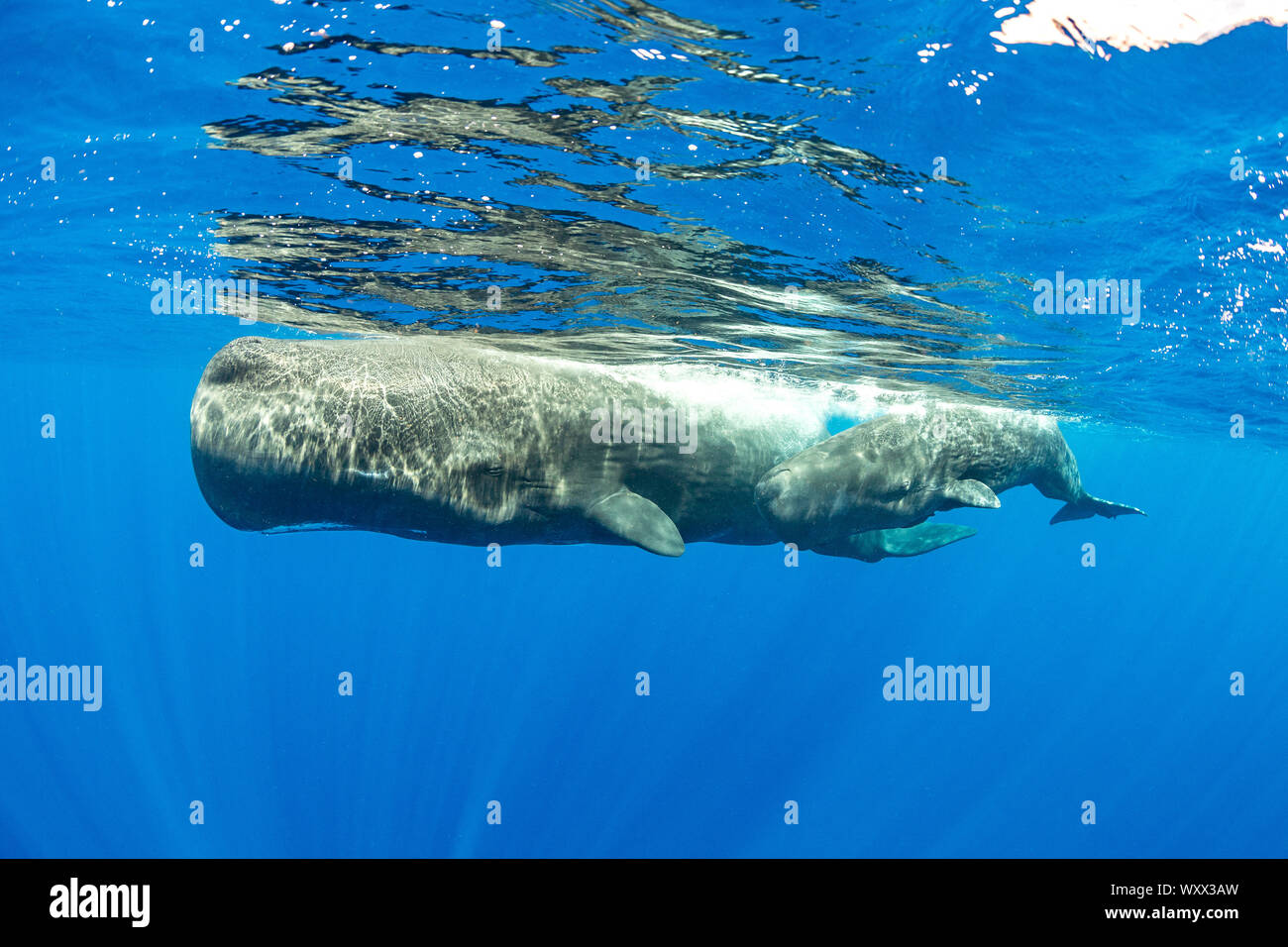 Sperm Whale And Calf