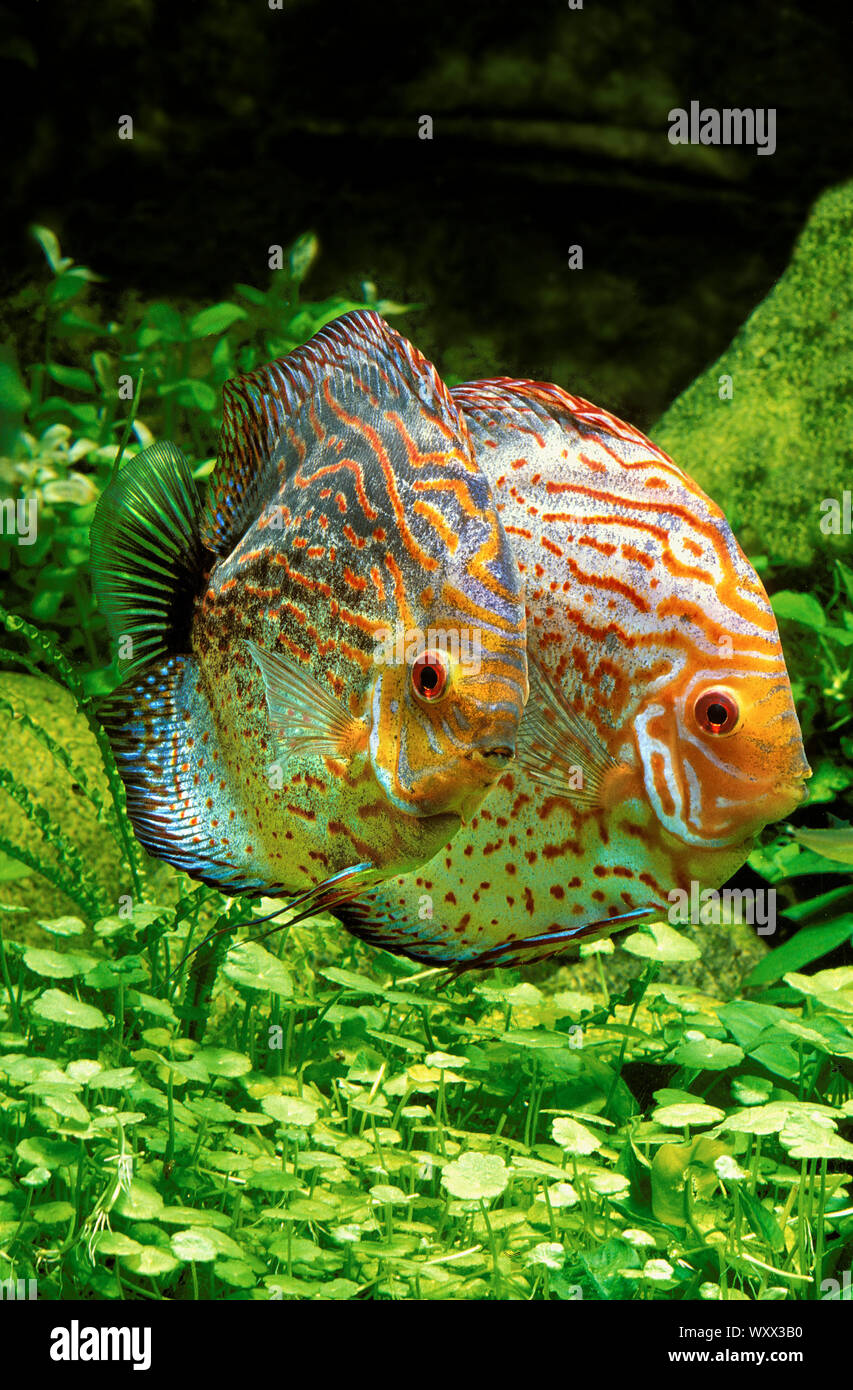 Discus (Symphysodon aequifasciatus Stock Photo Alamy