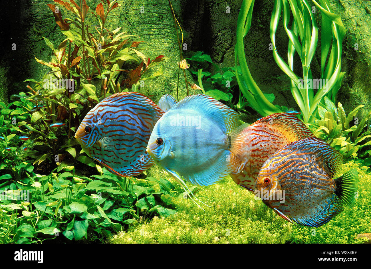 Discus (Symphysodon aequifasciatus Stock Photo Alamy