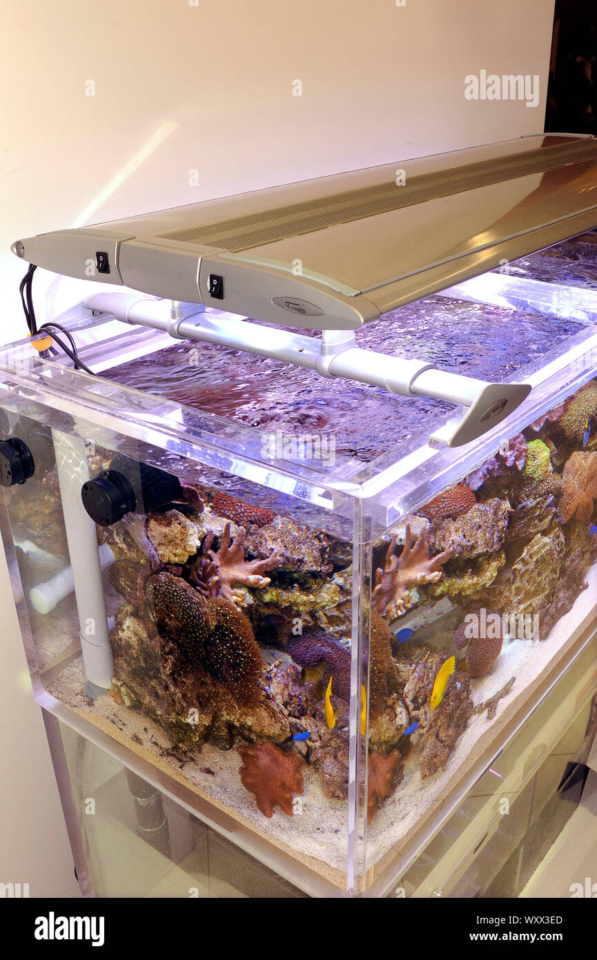 Mini-reef marine aquarium Stock Photo