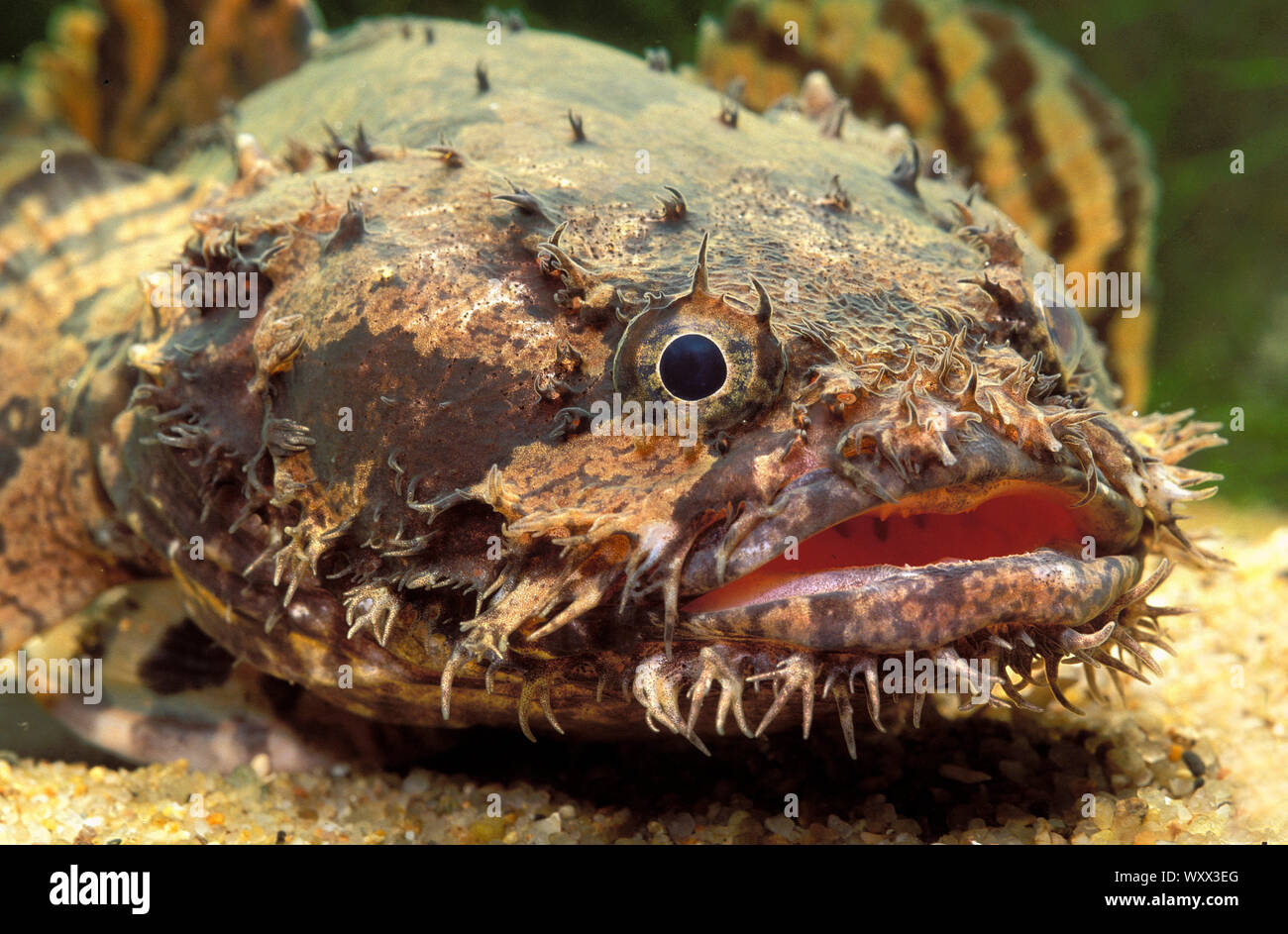 Grunting toadfish (Allenbatrachus grunniens Stock Photo - Alamy