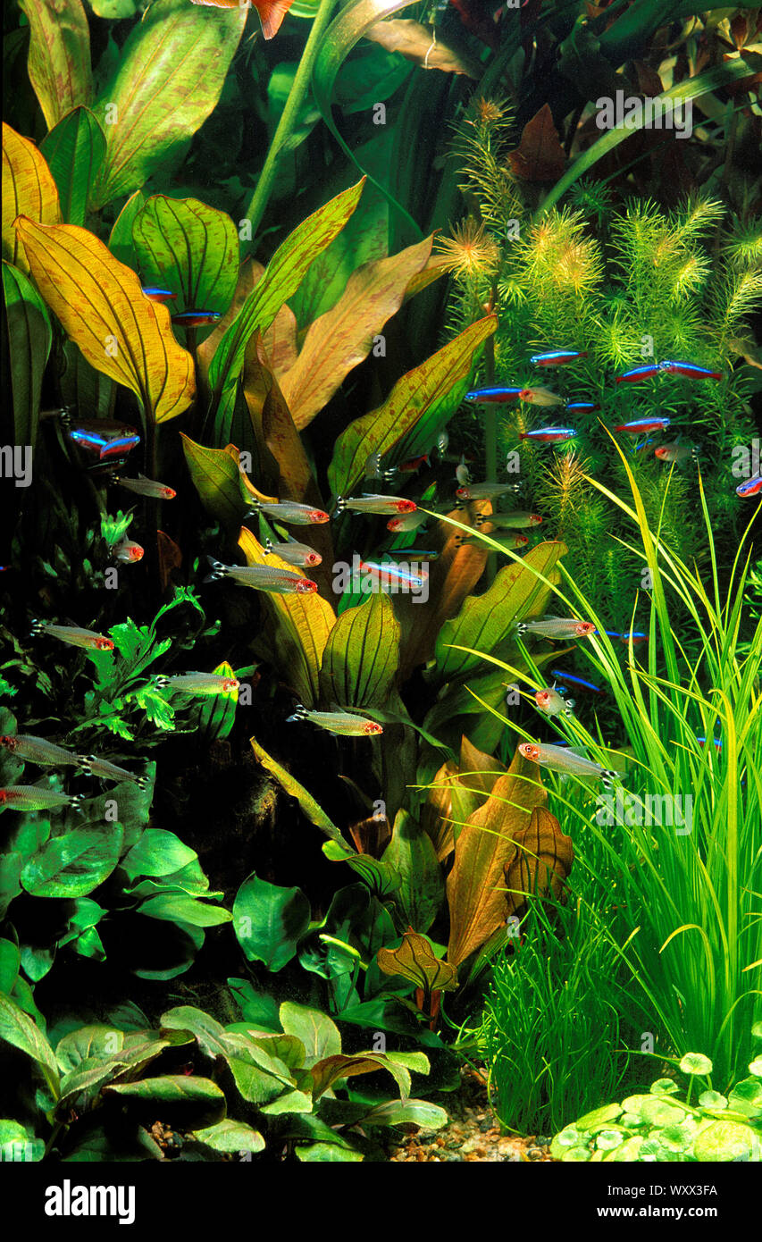 South American aquarium with Paracheirodon axelrodi, Hemigrammus