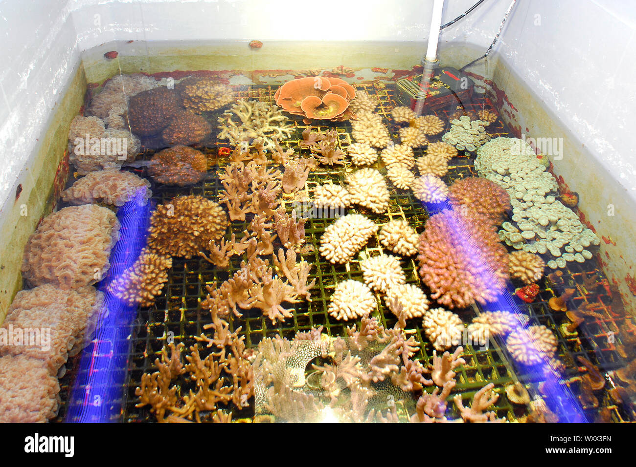 Coral propagation, Marine aquarium, Cap d'Agde, France Stock Photo