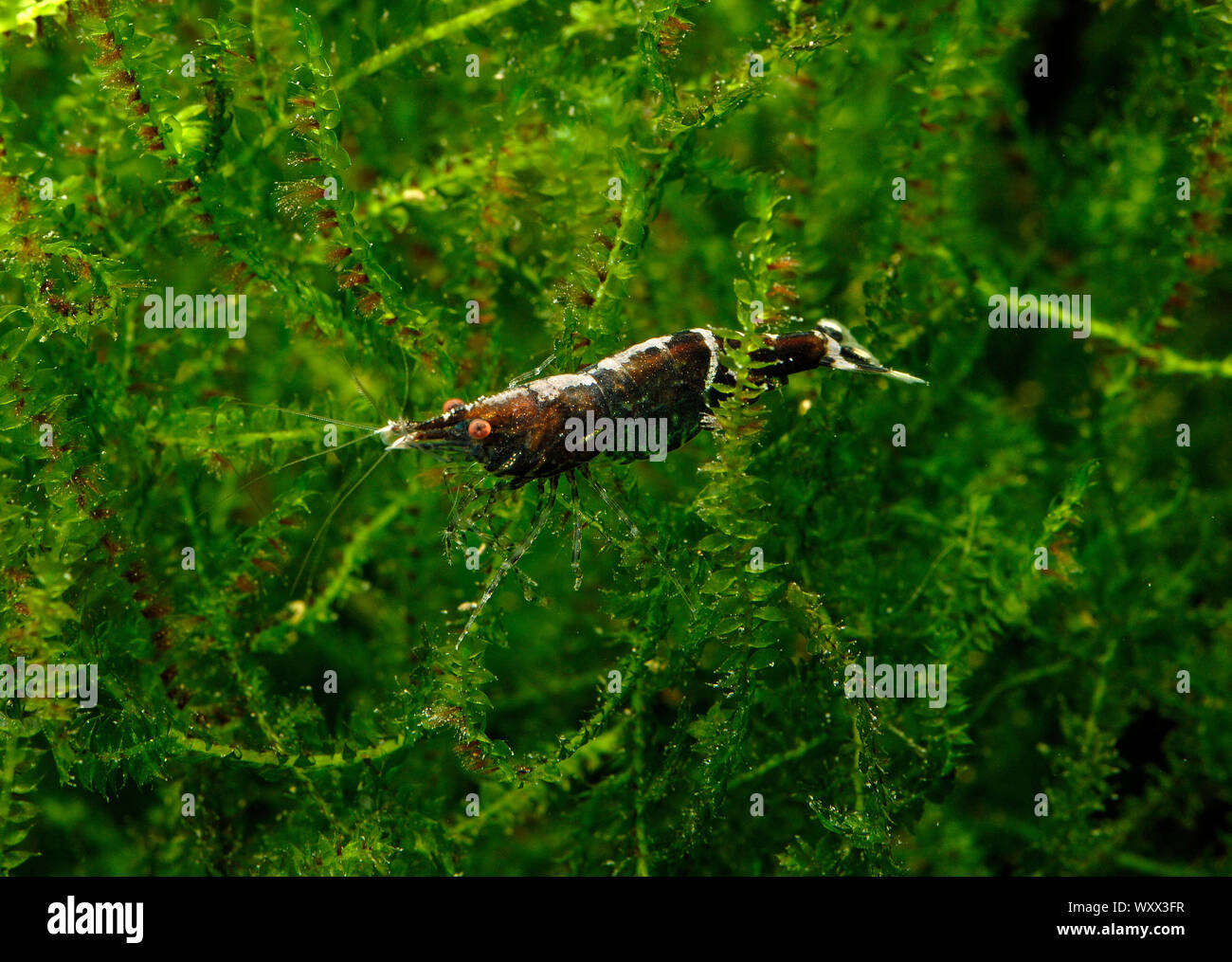 Ninja shrimp (Caridina serratirostris) 'Batik' Stock Photo