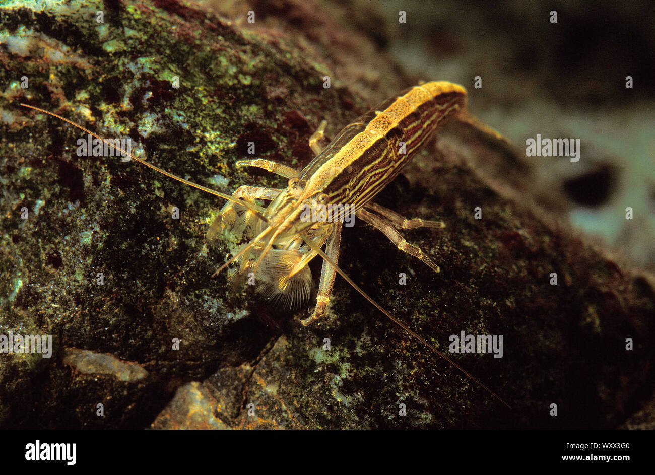 Radar shrimp (Atyopsis moluccensis) in aquarium Stock Photo