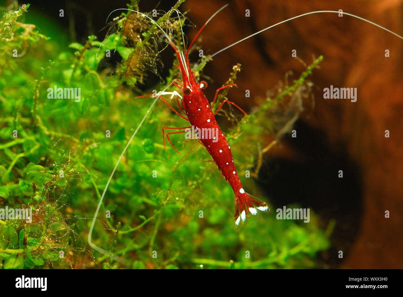 Cardinal shrimp (Caridina dennerli = Caridina sp. cardinale) in aquarium. Possibly extinct in the wild Stock Photo