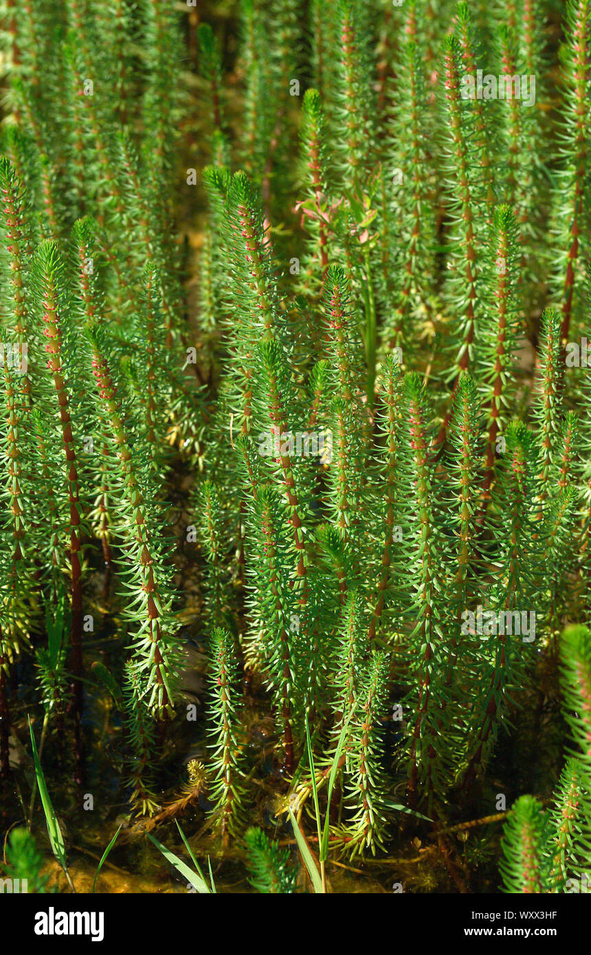 Common mares tails hires stock photography and images Alamy