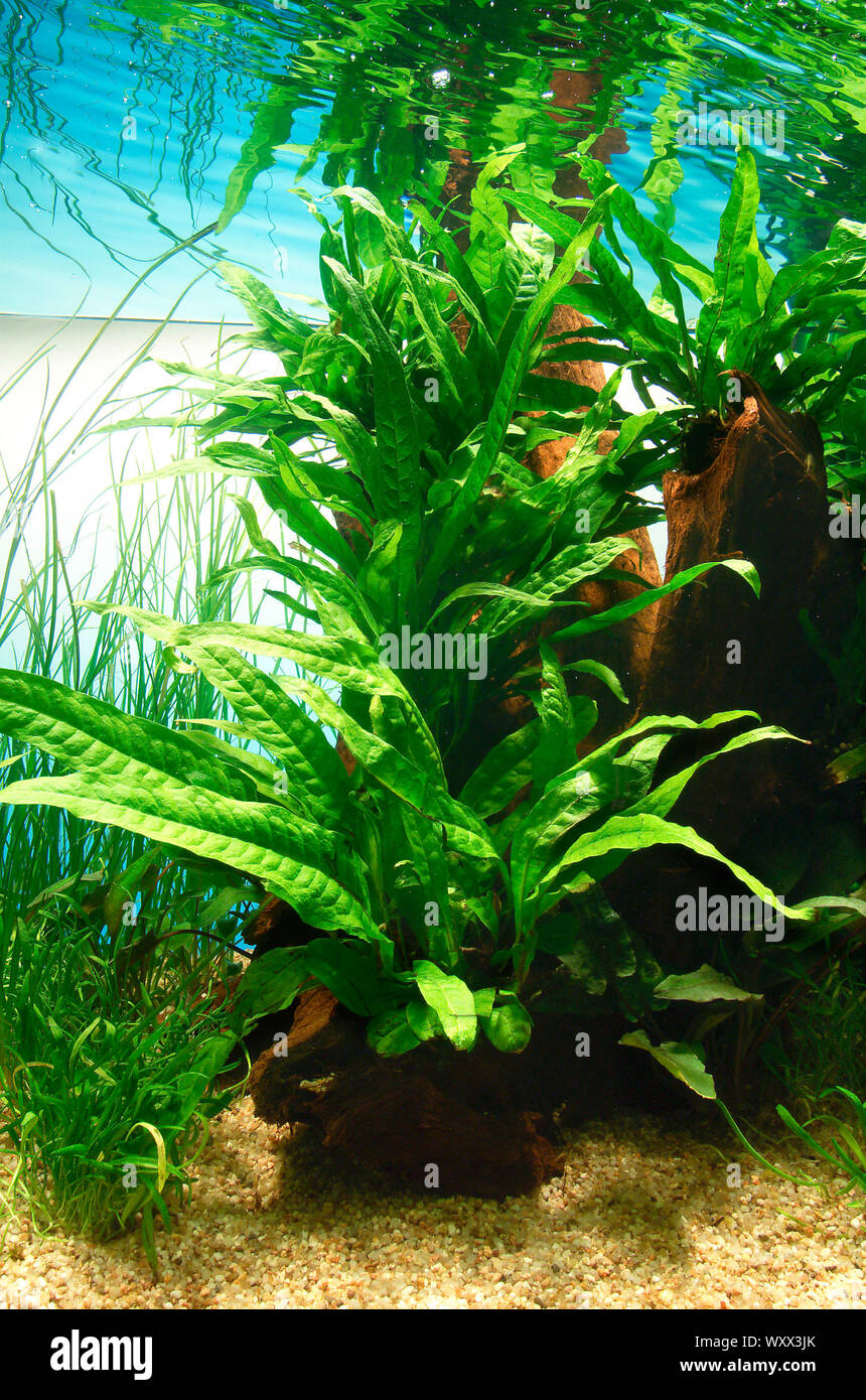 Java fern (Microsorum pteropus) Stock Photo