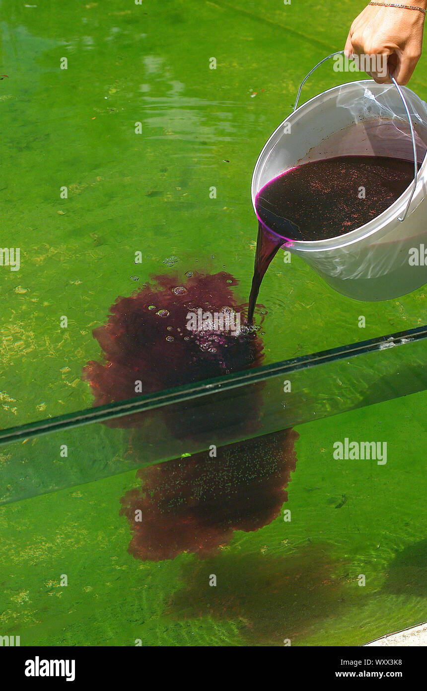 Treating Koi pond Stock Photo Alamy