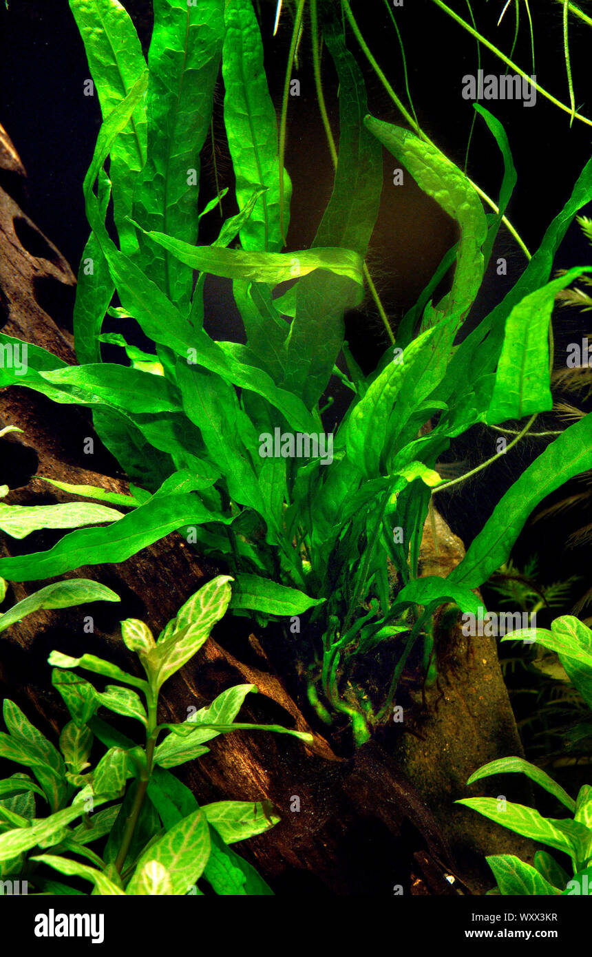 Java fern 'Narrow leaves' (Microsorum pteropus) Stock Photo