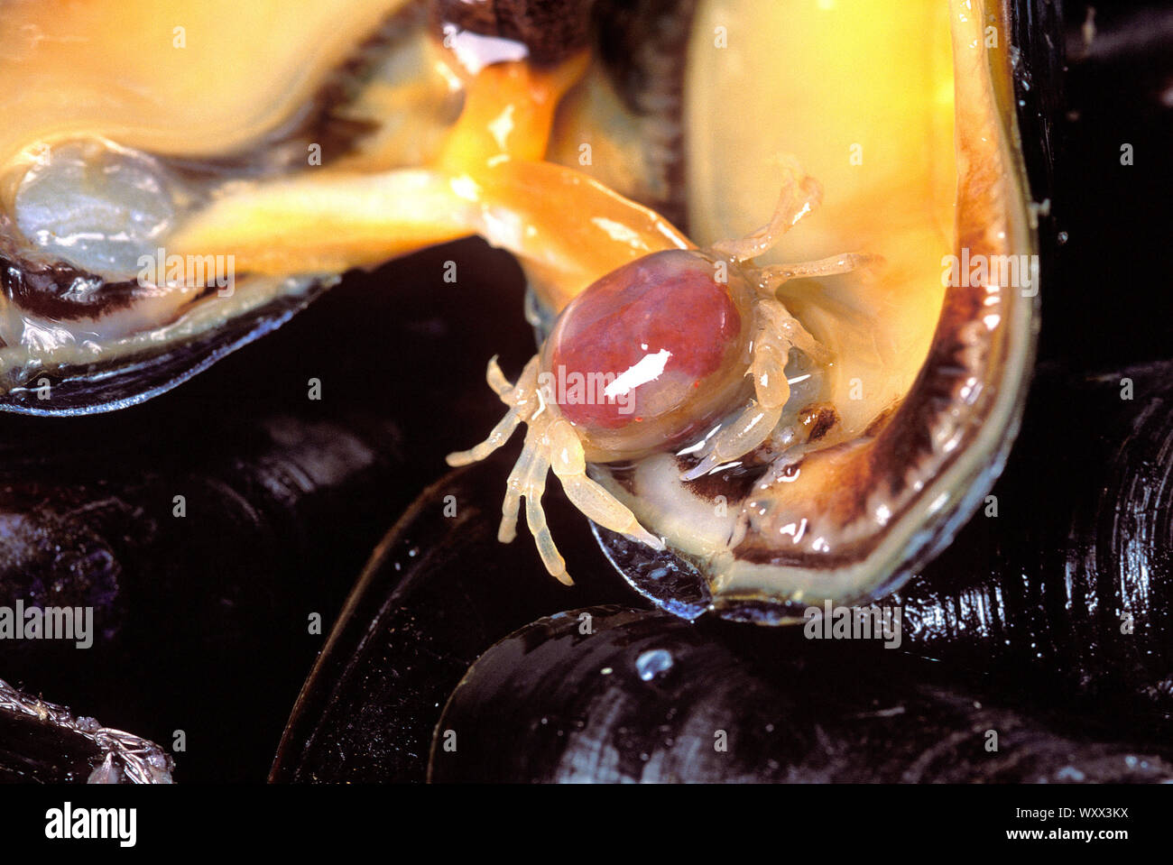 Pea crab (Pinnotheres sp.) in a Mussel (Mytilus edulis) Stock Photo