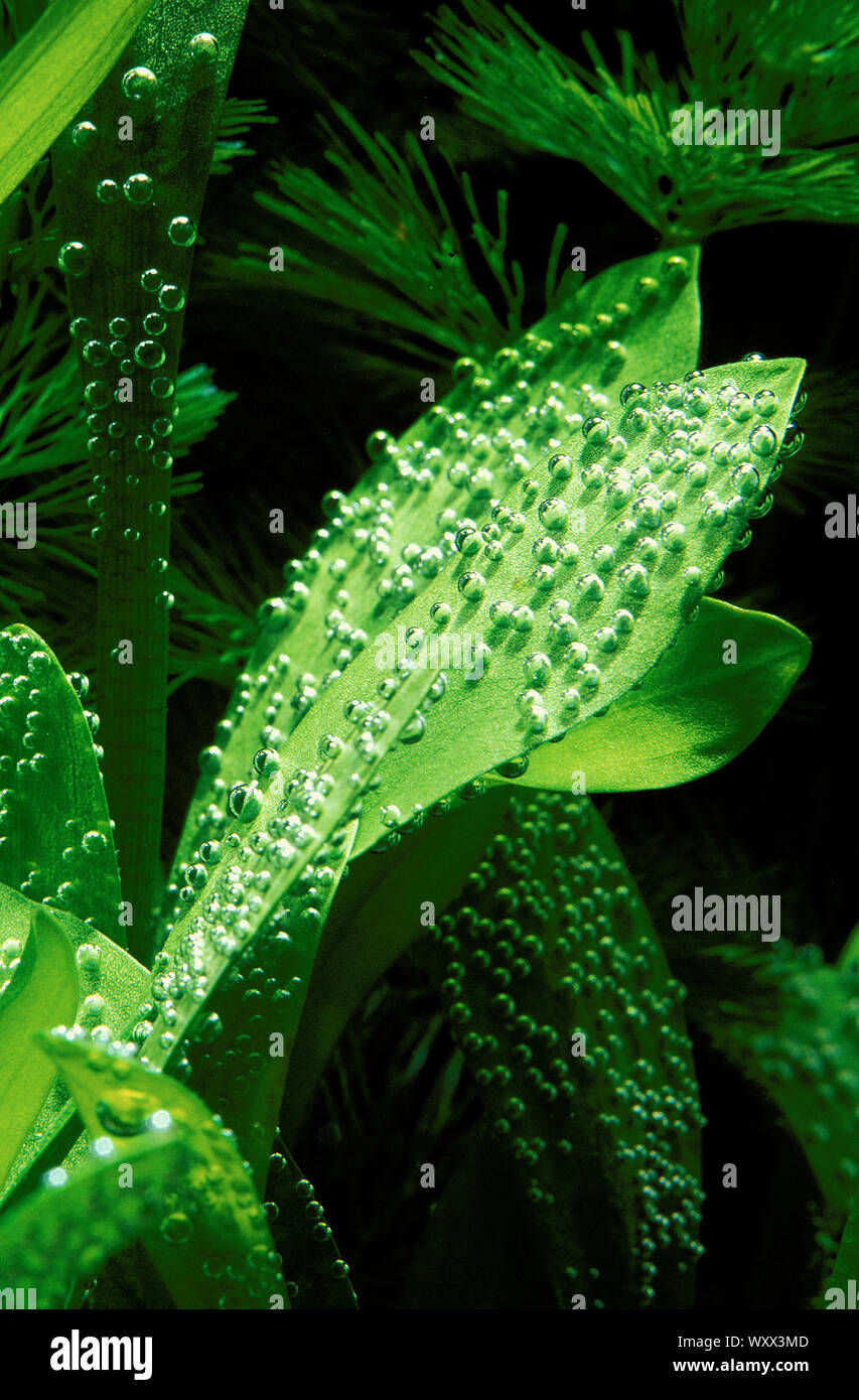 Sagittaria leaves with oxygen bubbles in aquarium Stock Photo