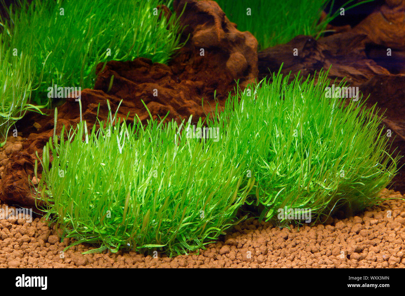 Utricularia graminifolia in aquarium Stock Photo