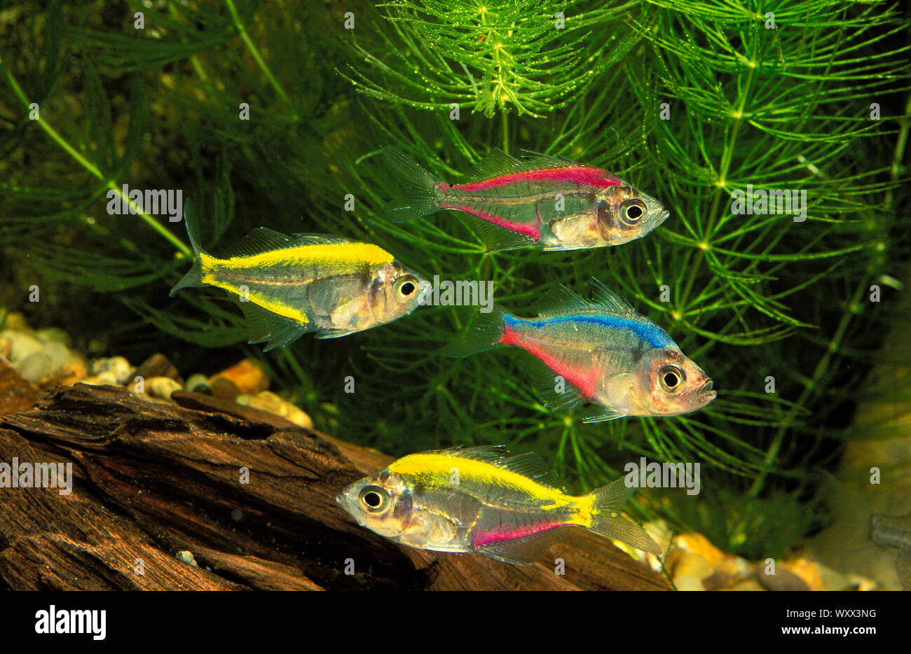 Colored Glass fish (Parambassis ranga) Stock Photo