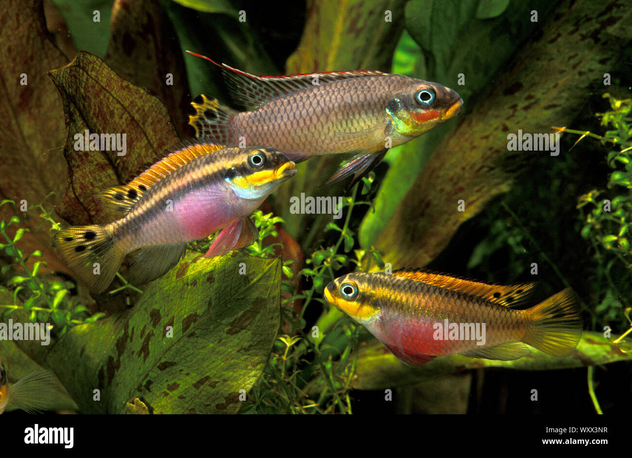 Pelvicachromis taeniatus Red, one male and two females Stock Photo