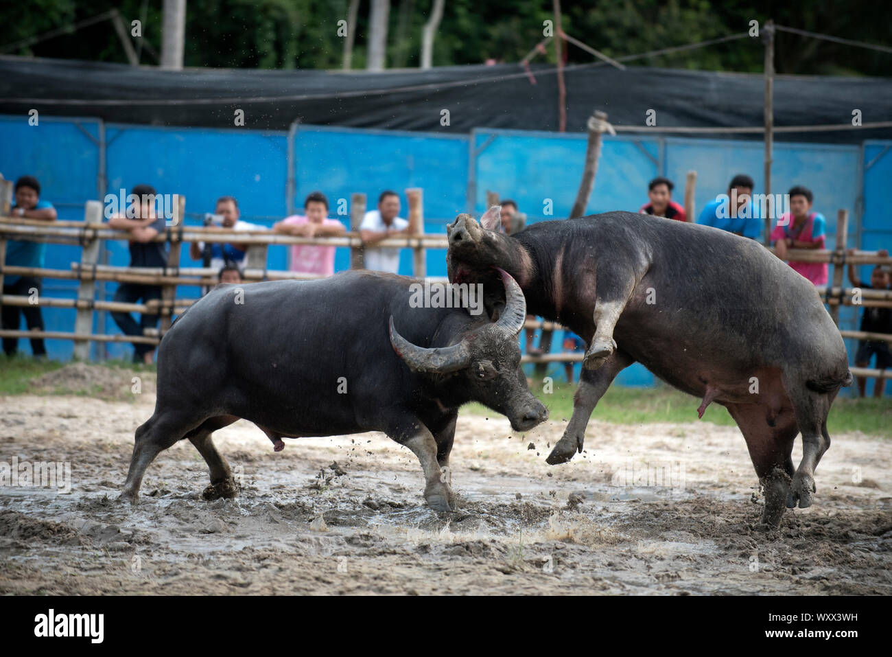 Fighting Buffalo (Bubalus bubalis),Thailand Stock Photo