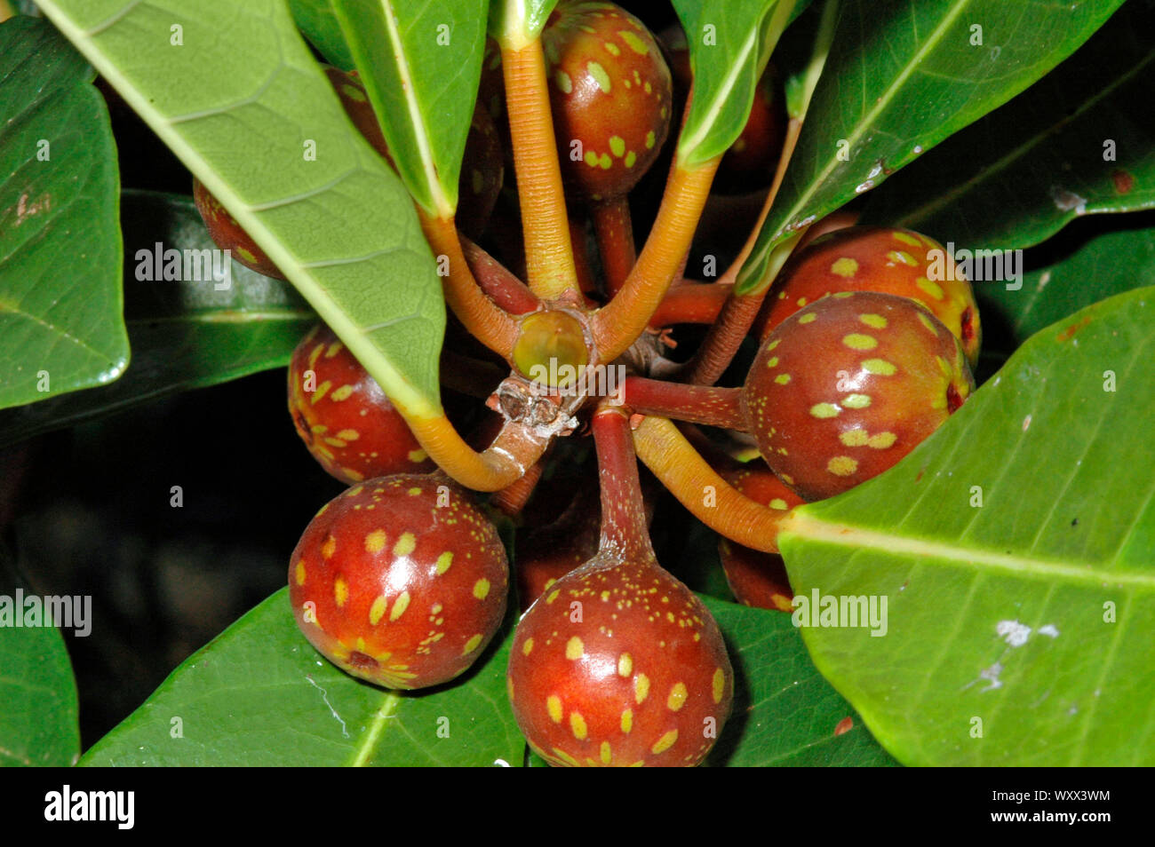 Fig tree (Ficus austrocaledonica), New Caledonia Stock Photo