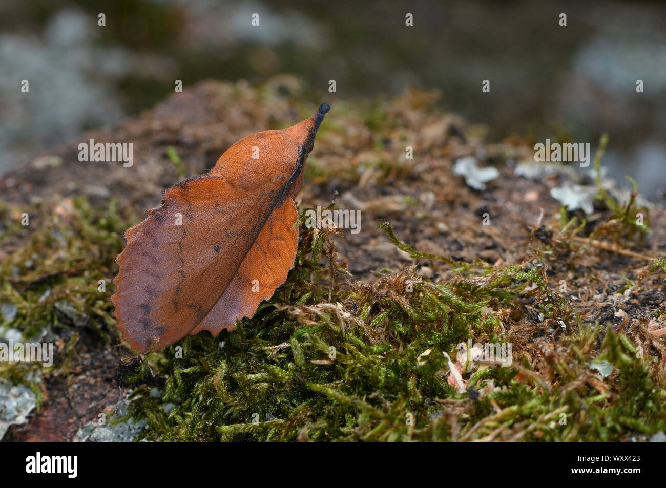 Lappet moth (Gastropacha quercifolia) resting, mimetic of a dead oak leaf, Oak forestation, France Stock Photo