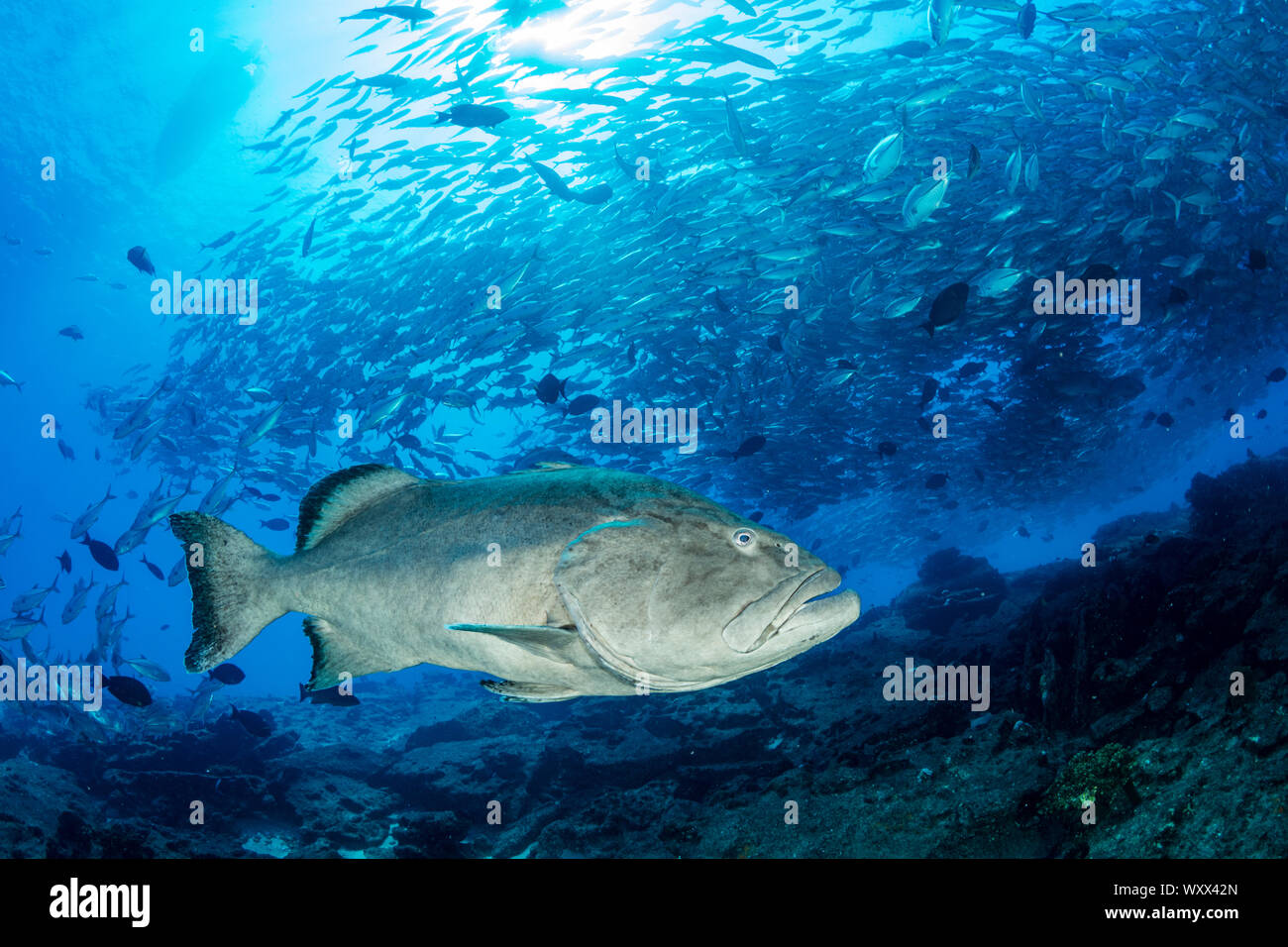 Grouper Fish Mexico Hi Res Stock Photography And Images Page 3 Alamy
