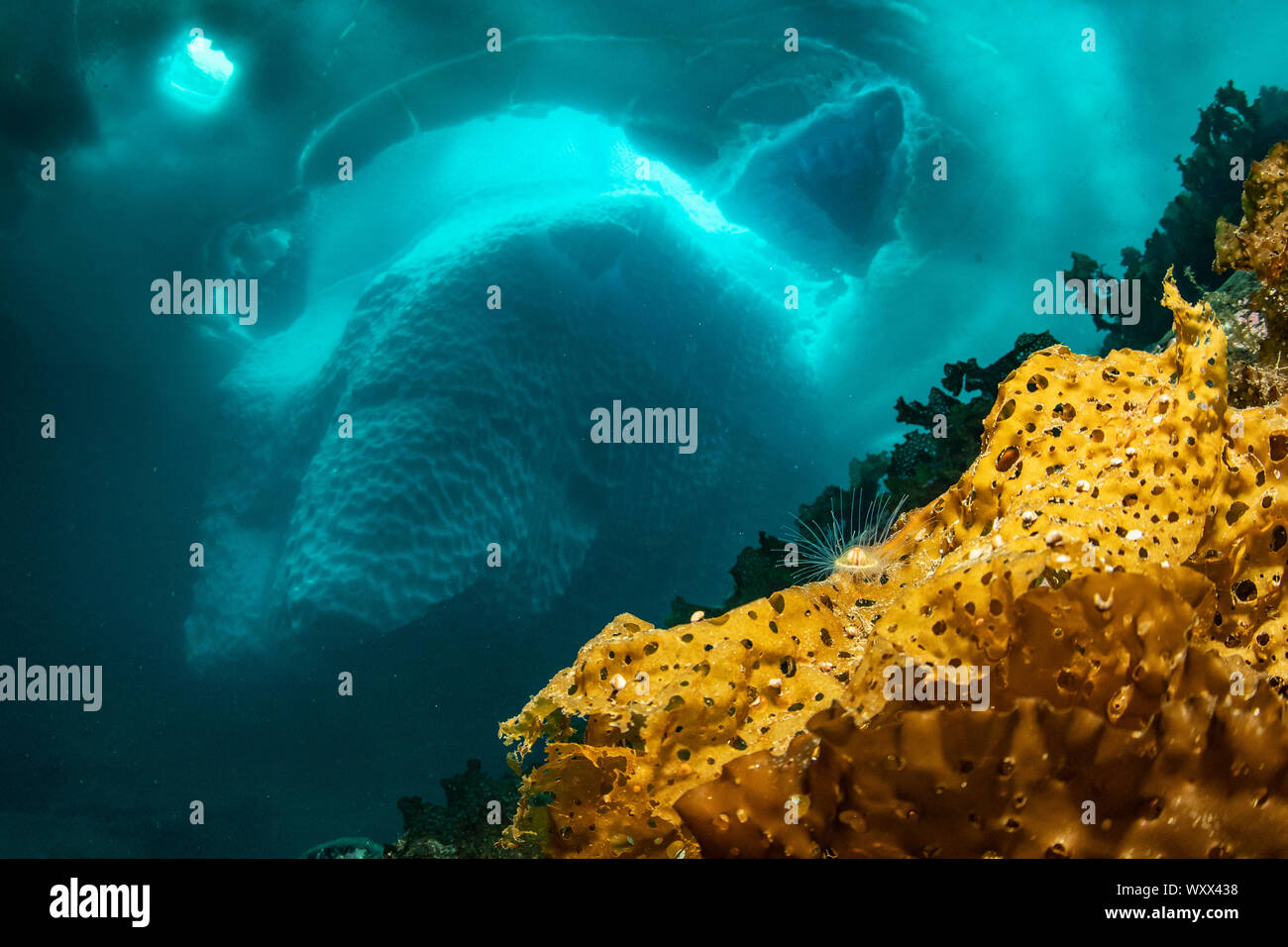 Laminaria (Saccharina latissima), a genus of 31 species of brown algae