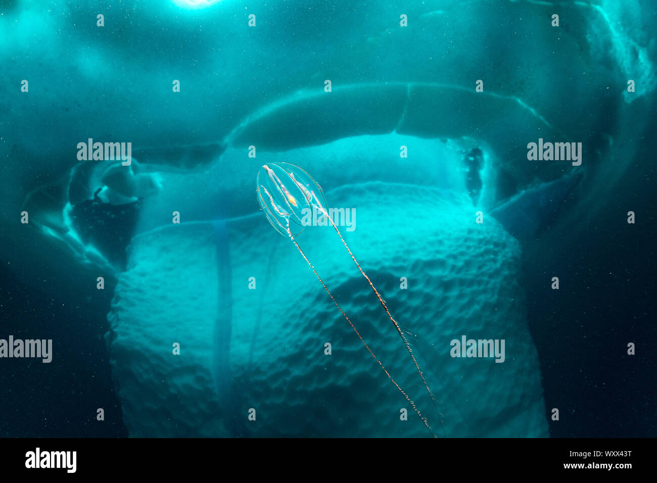 Arctic comb jelly or sea nut (Mertensia ovum) swimming in front of an