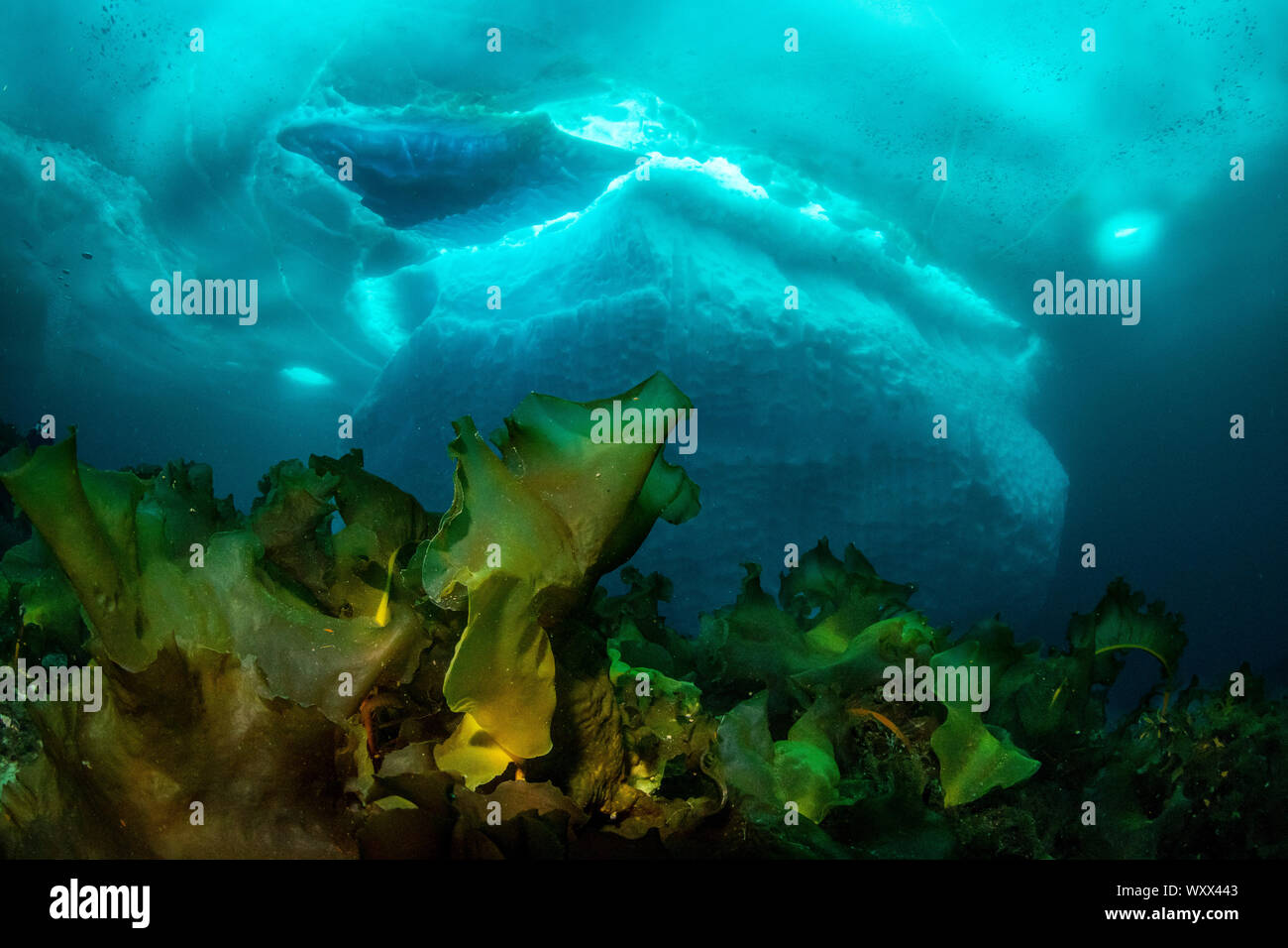 Laminaria (Saccharina latissima), a genus of 31 species of brown algae