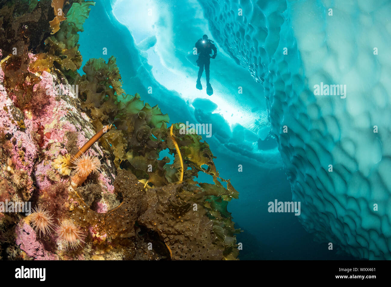 (Saccharina latissima), laminaria, a genus of 31 species of brown algae